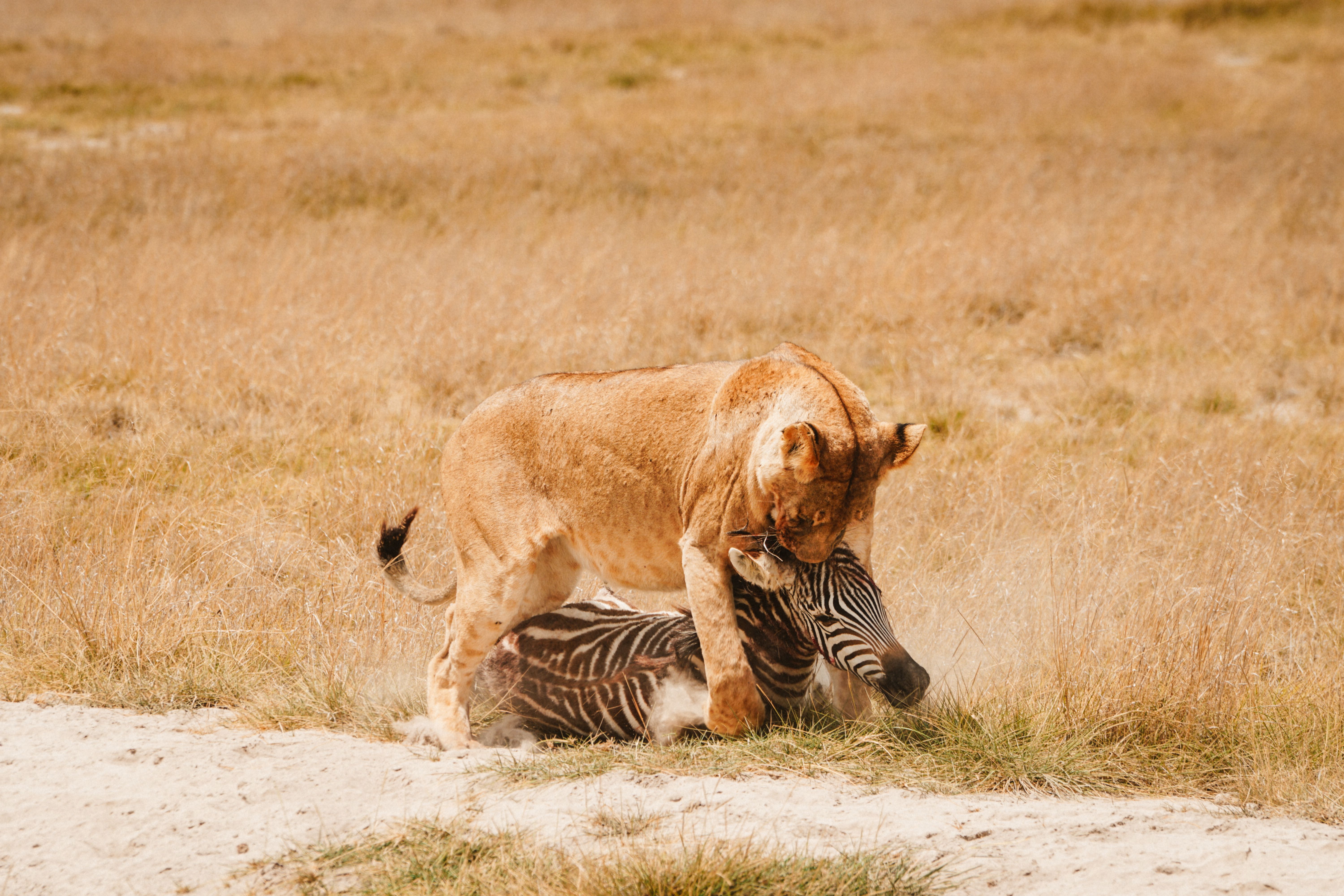 Amboseli - Quiet moments